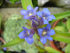 Gentiana moorcroftiana